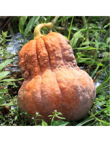Courge Shishigatani