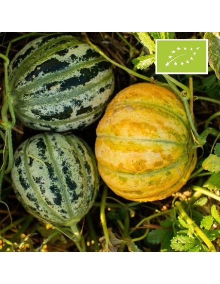 Melon de Bellegarde