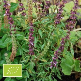 Basilic de Nouvelle-Guinée BIO