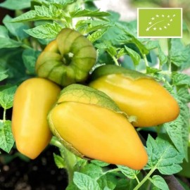 Tomatillo Queen of Malinalco (Physalis ixocarpa)
