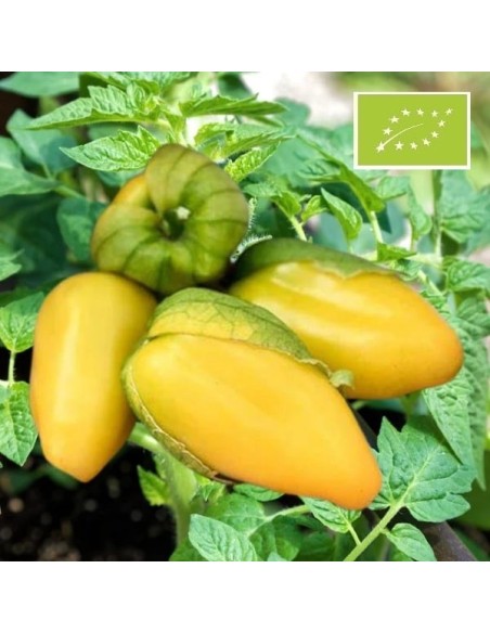 Tomatillo de Malinalco (Tomatillo citron)