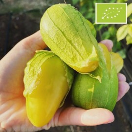 Tomatillo de Malinalco (Tomatillo citron)