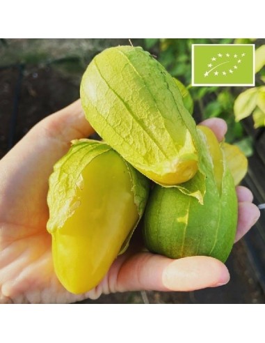 Tomatillo de Malinalco (Tomatillo citron)