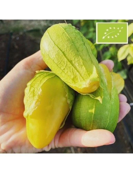 Tomatillo de Malinalco (Tomatillo citron)