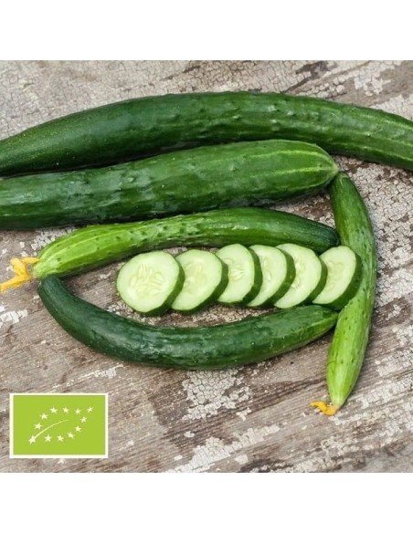 Concombre Aonaga Jibaï BIO
