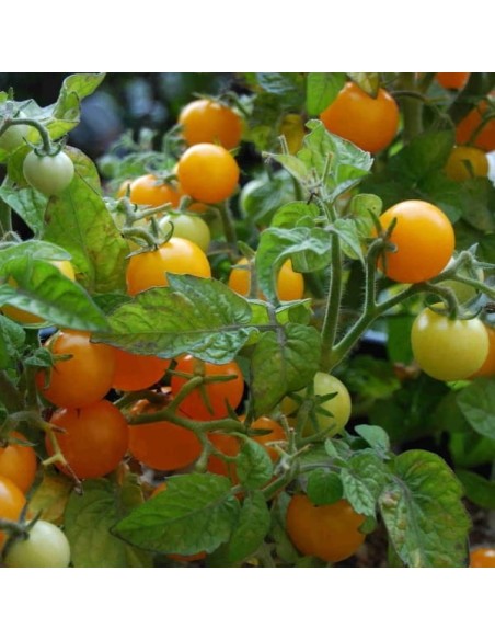 Tomate Venus