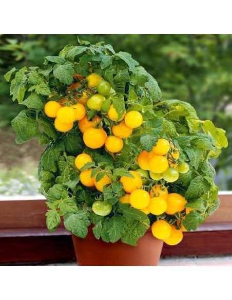 Tomate Venus