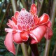 Etlingera Elatior 'Red' (Gingembre tropical Rouge)