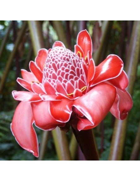 Etlingera Elatior 'Red' (Gingembre tropical Rouge)
