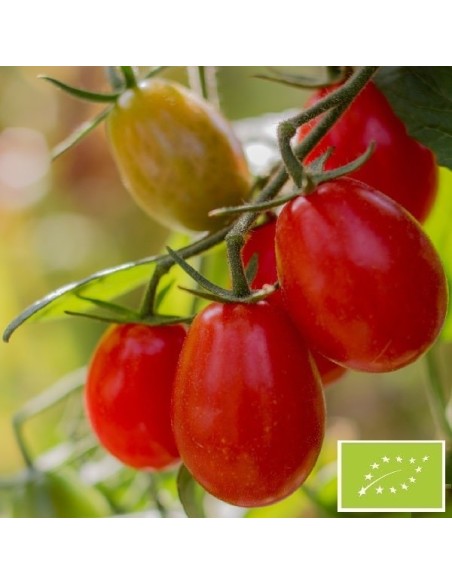 Tomate Boulette de Touraine BIO (tomate cerise)