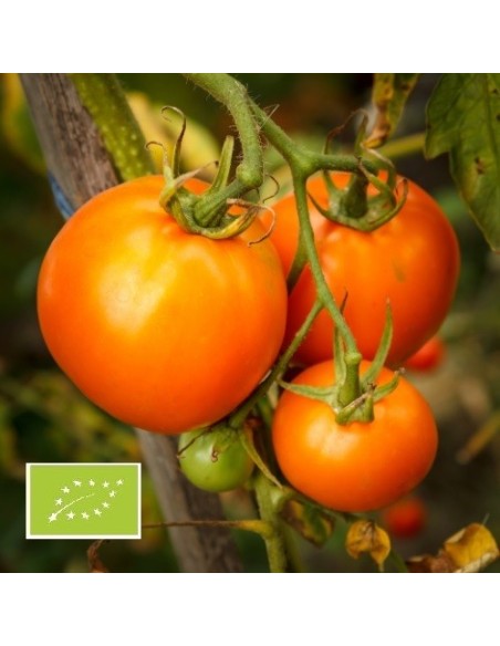 Tomate Kaki coing BIO