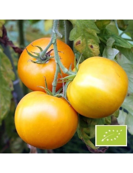 Graines Tomate jaune 'Golden Jubilee'
