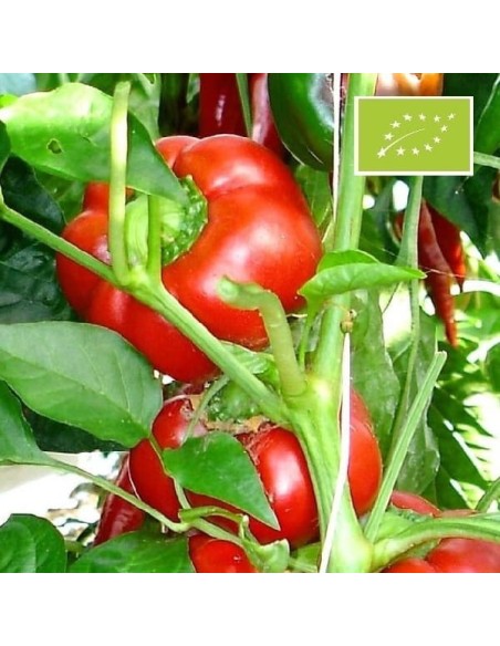 Poivron Tomate rouge BIO