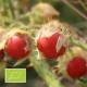 Tomate Litchi BIO (Morelle de Balbis)