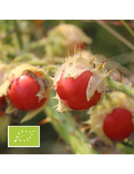 Tomate Litchi BIO (Morelle de Balbis)