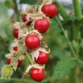 Tomate Litchi BIO (Morelle de Balbis)