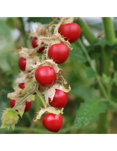 Tomate Litchi BIO (Morelle de Balbis)