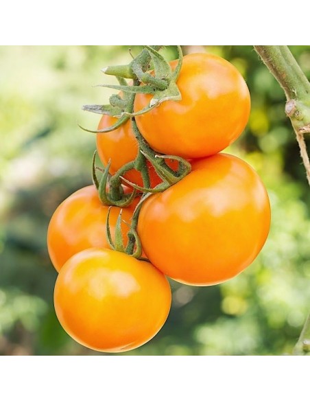 Tomate Złoty Ożarowski (tomate ancienne)