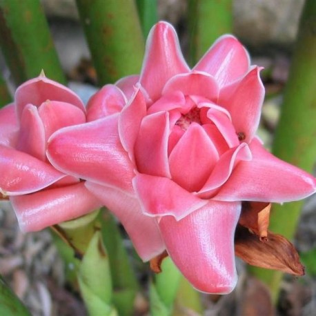 Etlingera Elatior Rose (Gingembre tropical Rose)