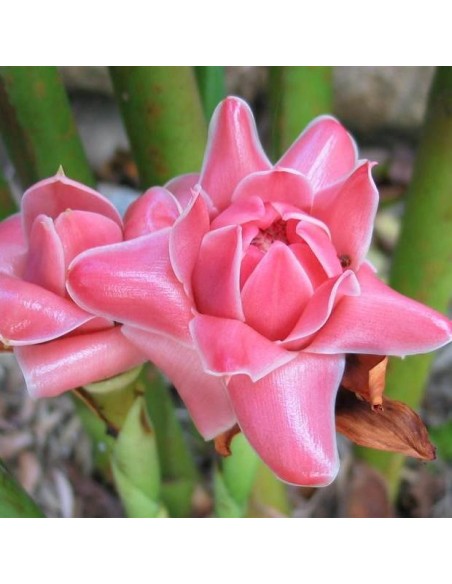 Etlingera Elatior Rose (Gingembre tropical Rose)