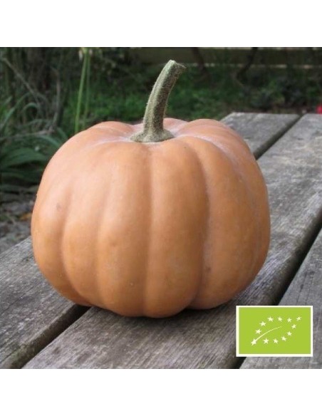 Courge Mini-musquée de Provence (Courge Carat)