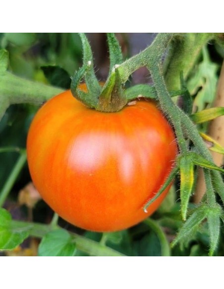 Tomate Lolek