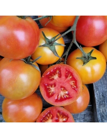 Tomate Lolek