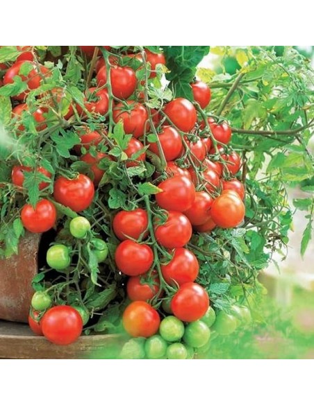 Tomate Rotkäppchen