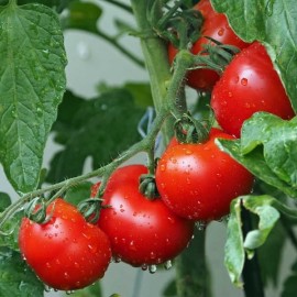 Tomate Rotkäppchen