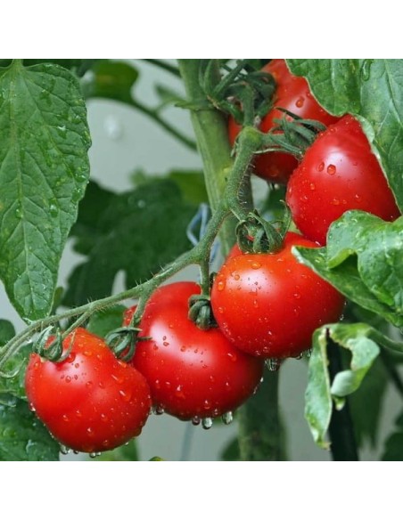 Tomate Rotkäppchen