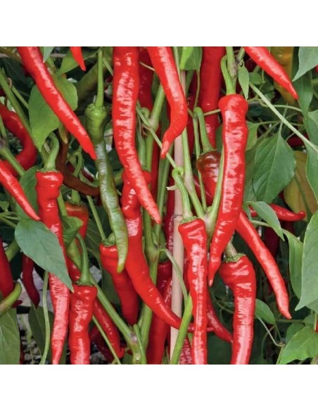 Piment Poseidon (Piment peu fort)