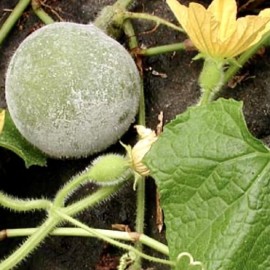 Melon d'hiver Mini round (melon asiatique)
