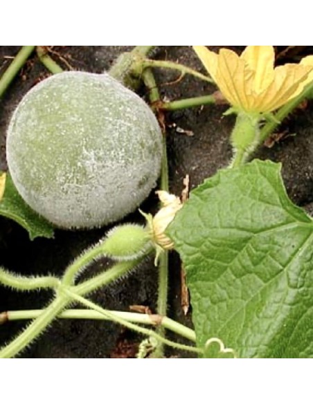 Melon d'hiver Mini round (melon asiatique)