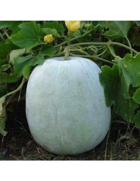 Melon d'hiver Mini round (melon asiatique)
