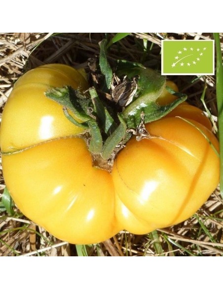 Graines Tomate jaune 'Brandywine Yellow'