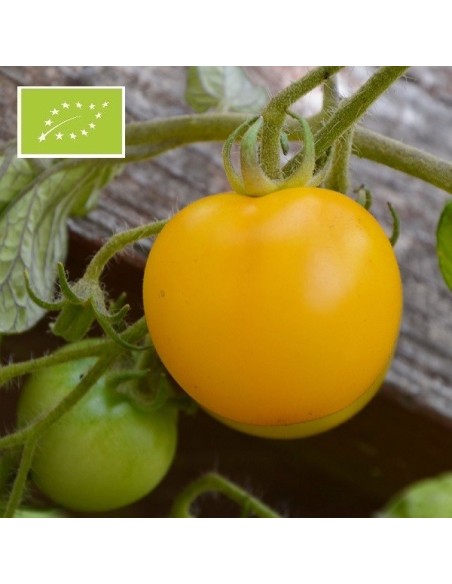 Tomate Yellow Perfection (tomate cocktail)