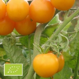 Tomate Yellow Perfection (tomate cocktail)