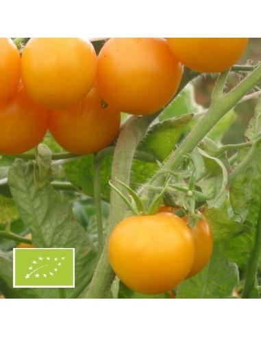 Tomate Yellow Perfection (tomate cocktail)