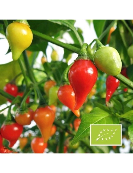 Piment Biquinho rouge BIO (Piment peu fort)