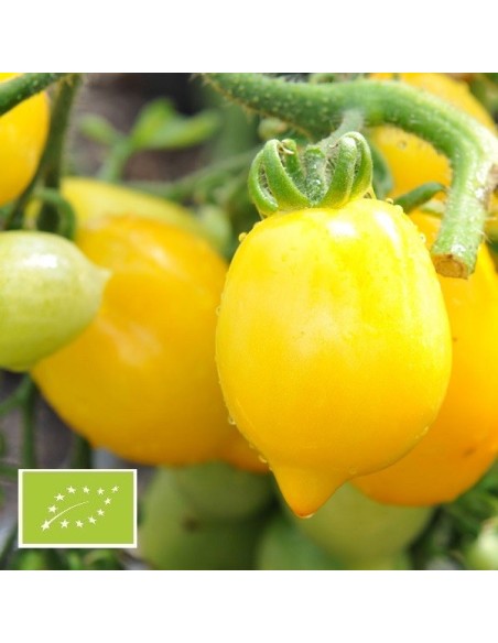 Tomate Téton de Venus jaune BIO