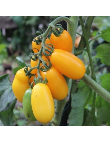 Tomate Taiko (tomate cerise)