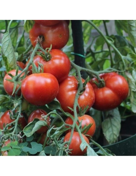 Tomate Betalux