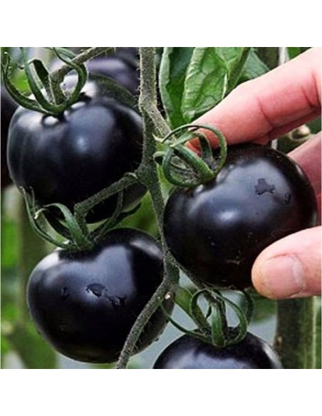 Tomate Blackball (Tomate cocktail)
