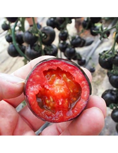 Tomate Blackball (Tomate cocktail)