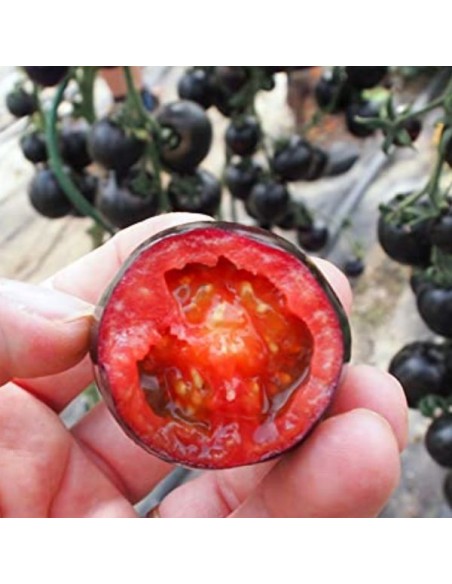 Tomate Blackball (Tomate cocktail)