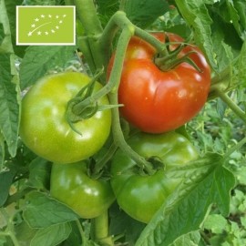 Tomate Charnue de Huy (tomate ancienne)