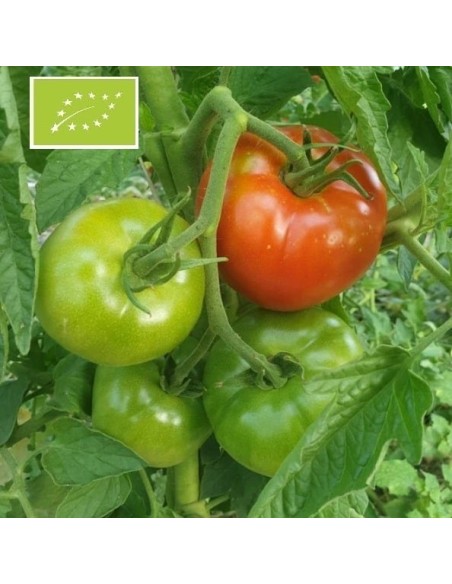 Tomate Charnue de Huy (tomate ancienne)