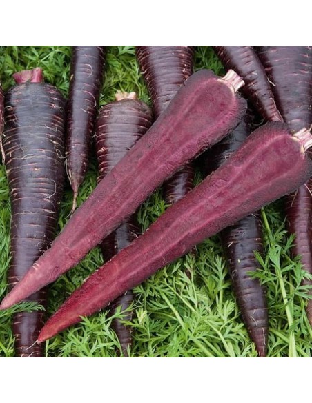 Carotte Deep Purple F1 (carotte  noire)