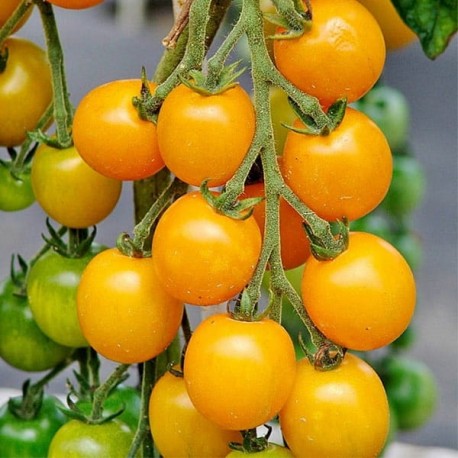 Tomate Goldkrone (Tomate cocktail)