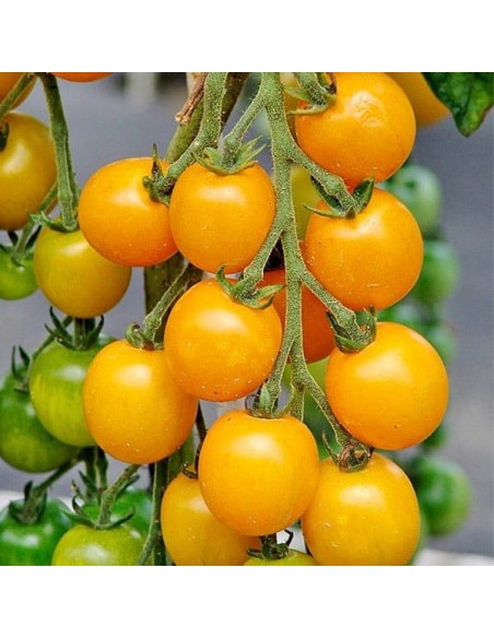 Tomate Goldkrone (Tomate cocktail)